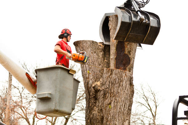 Best Stump Grinding and Removal  in Mustang, OK